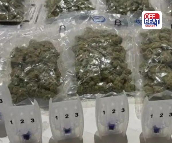 અમદાવાદ ઇન્ટરનેશનલ એરપોર્ટ પરથી હાઇબ્રિડ ગાંજો ઝડપાયો