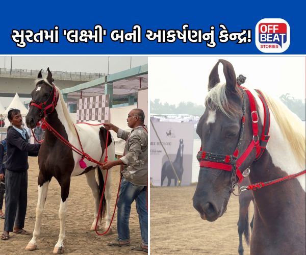 સુરતના હોર્સ શોની શાન બની 'લક્ષ્મી'