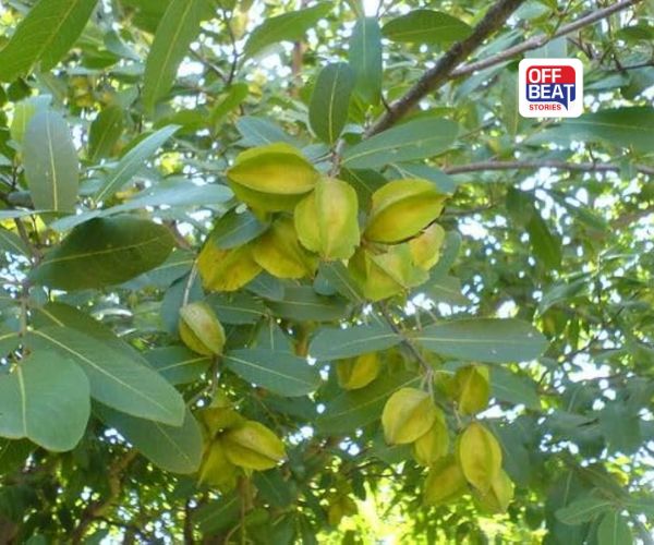 ઉજ્જડ જમીન પણ આપશે સોના જેવો નફો