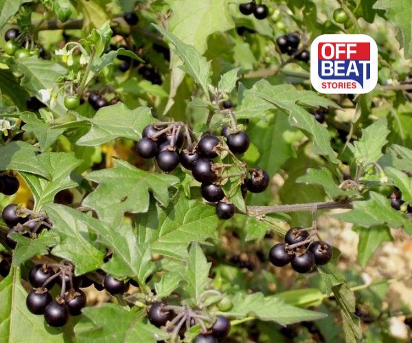 ચોખા-ઘઉં છોડીને અપનાવો આ ઔષધીય પાક