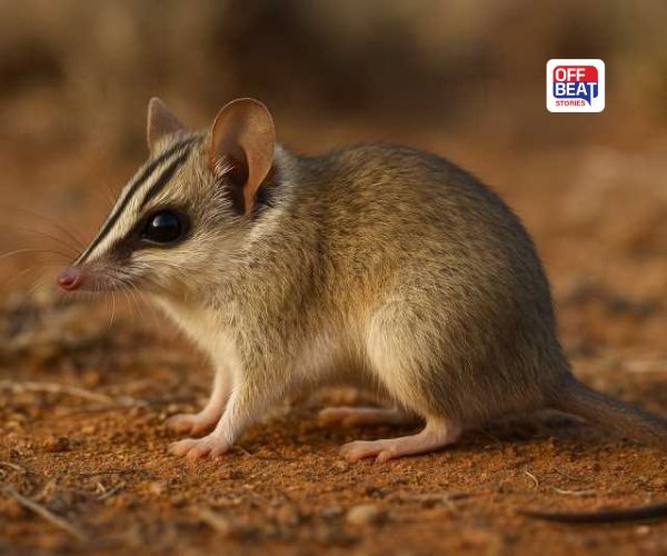 માત્ર 11 દિવસમાં જ સંતાનને જન્મ આપે છે આ 10 સેમીનું પ્રાણી