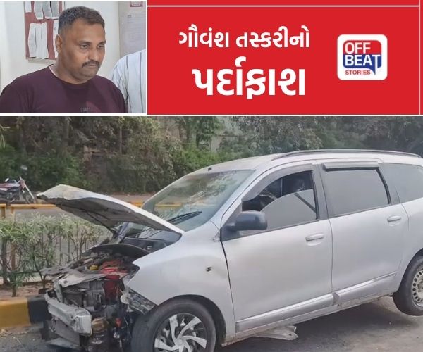 ચંદ્રનગર BRTS ટ્રેકમાં ગાયની તશ્કરી કરતી ગાડીનો અકસ્માત