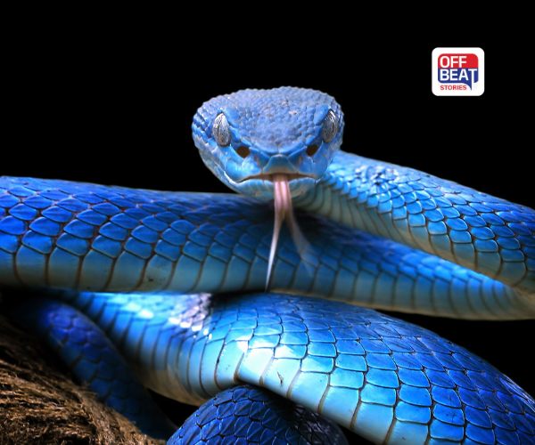 સાપની ભૂખનું ખુલ્યું રહસ્ય!