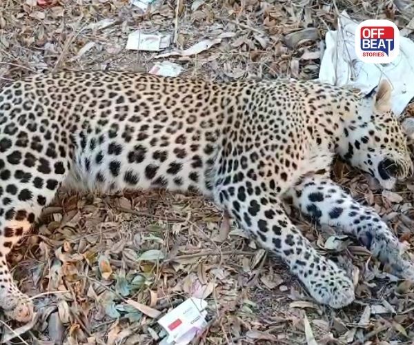 દાહોદ-લીમખેડા હાઈવે પર દાહોદ હાઈવે પર કરૂણ ઘટના