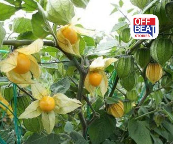 ગોલ્ડન બેરીની ખેતી બનશે ખેડૂતોનું સોનું