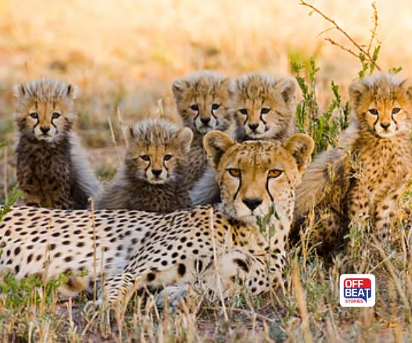 કુનો નેશનલ પાર્કમાં 'આશા'નું અમૃત