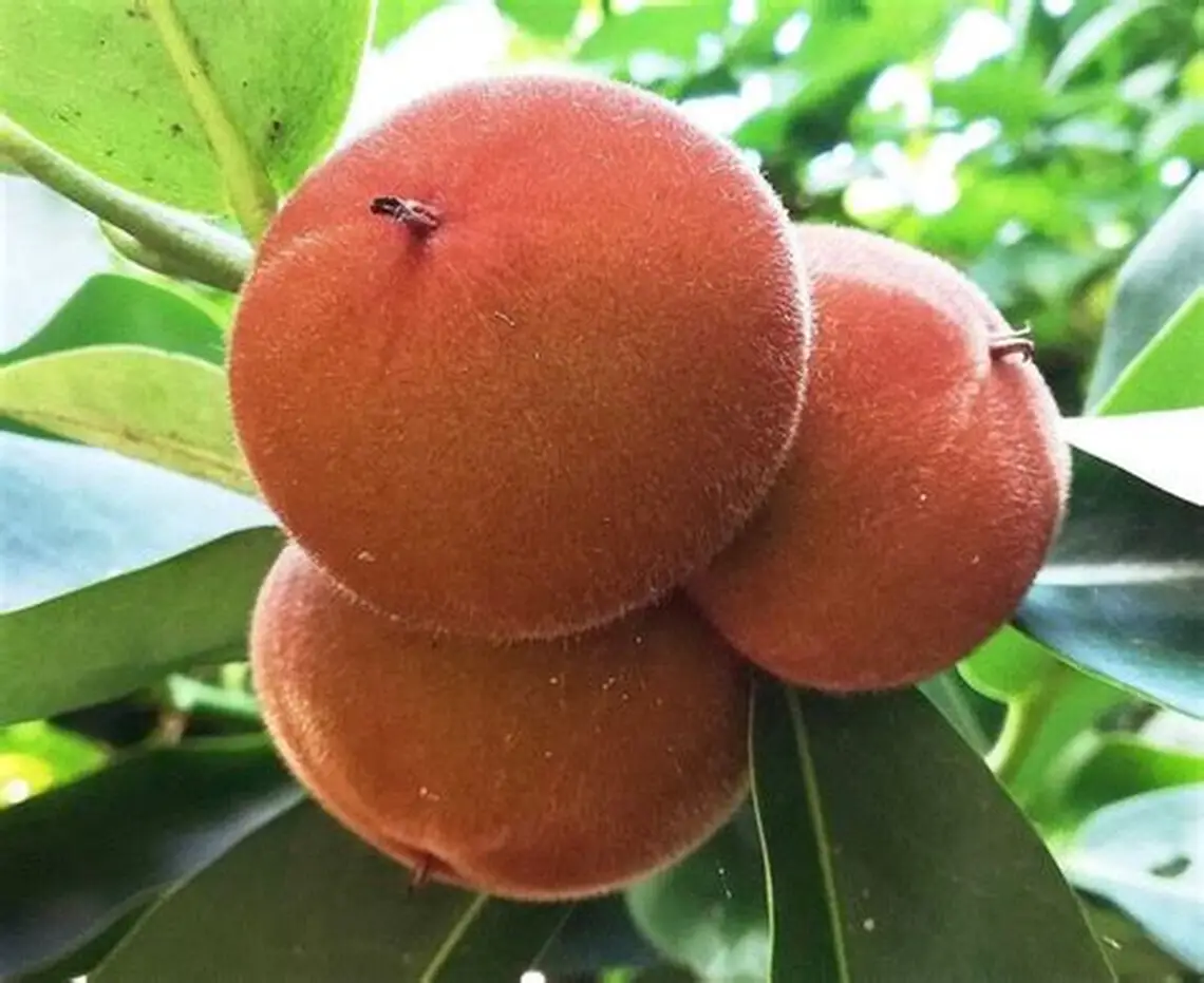 Velvet Apple (મખમલી સફરજન)