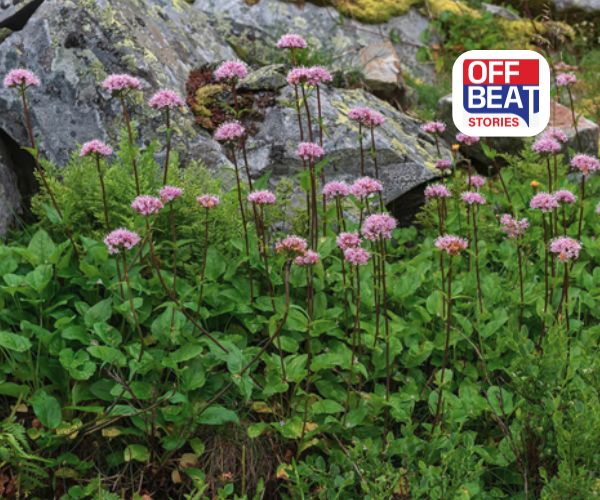 હિમાલયની ટોચ પર થતો આ પાક ખેડૂતોને કરશે માલામાલ!