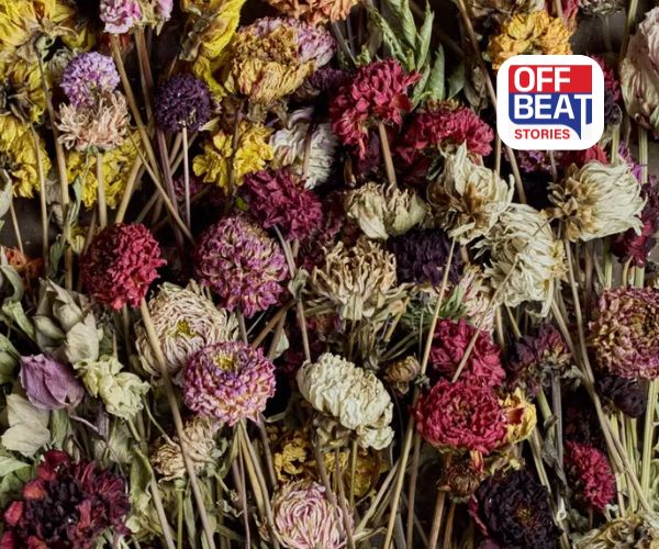 ઘરમાં સૂકા ફૂલો રાખવા એ ખતરનાક ભૂલ!