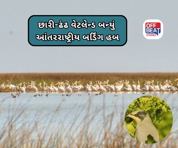 પક્ષી સંરક્ષણમાં ગુજરાતની આગેવાની મોખરે