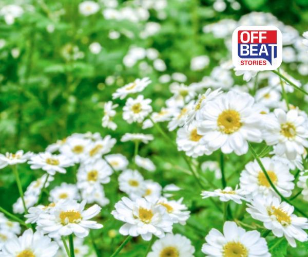 આ બહુવર્ષીય પાકની ખેતી છે ખૂબ ખાસ