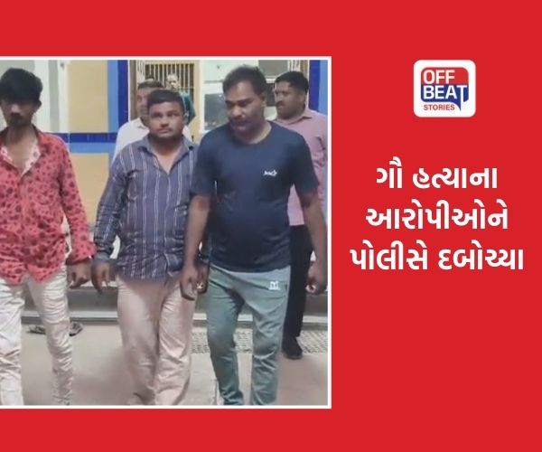 કડીના અલદેશણ રોડ પરથી કતલ કરેલા ગૌવંશ મળવાનો મામલો!