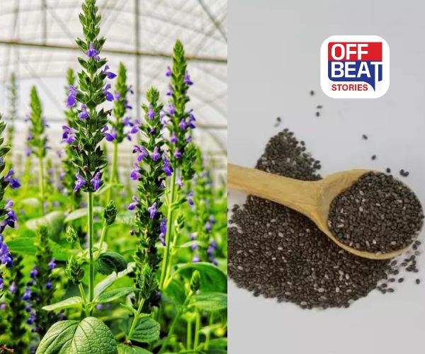 ચિયા બીજ બની રહ્યું છે ખેડૂતોનું સફેદ સોનું!