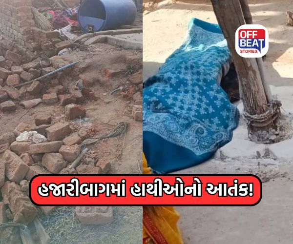 ઝારખંડમાં દેખાયો હાથીઓનો આતંક!