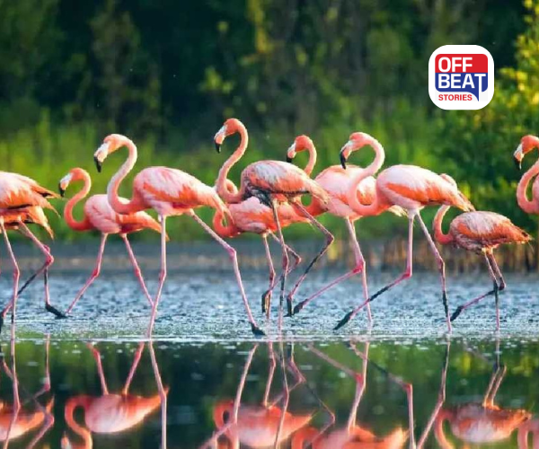 સાત સમંદર પારથી આવતા વિદેશી મહેમાનોનું સ્વર્ગ