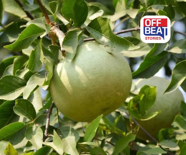 બિલાના ફળથી બનો લાખપતિ ખેડૂત!