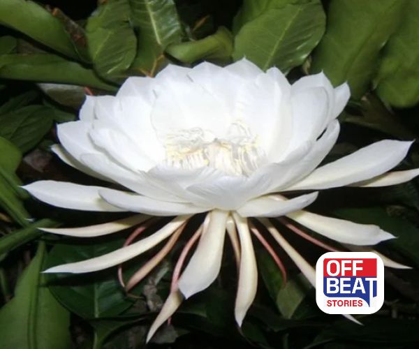 વર્ષમાં એક જ વાર ખીલે છે આ દિવ્ય ફૂલ