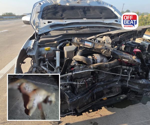 વડોદરા નજીક દિલ્હી-મુંબઈ એક્સપ્રેસ હાઈવે પર કારની ટક્કરે દીપડાનું મોત