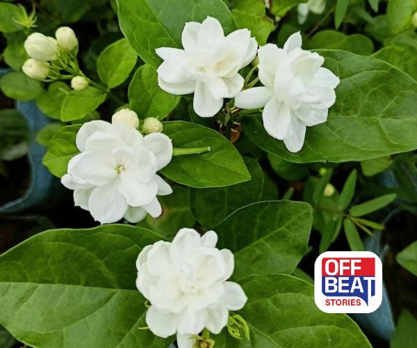 ઘરની આ દિશામાં લગાવો મોગરાનો છોડ