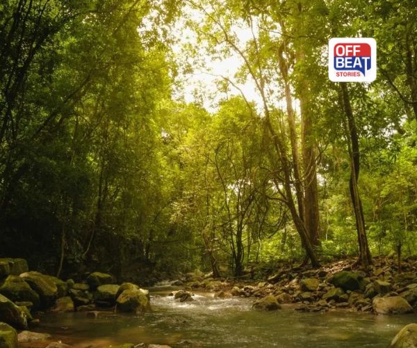 વિશ્વના 5 સૌથી વધુ જંગલો ધરાવતા દેશો