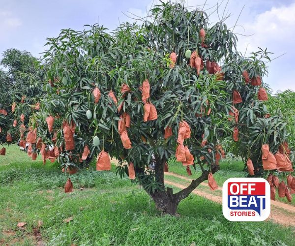 કેરીને બેગ પહેરાવો, પૈસાની વર્ષા કરાવો!