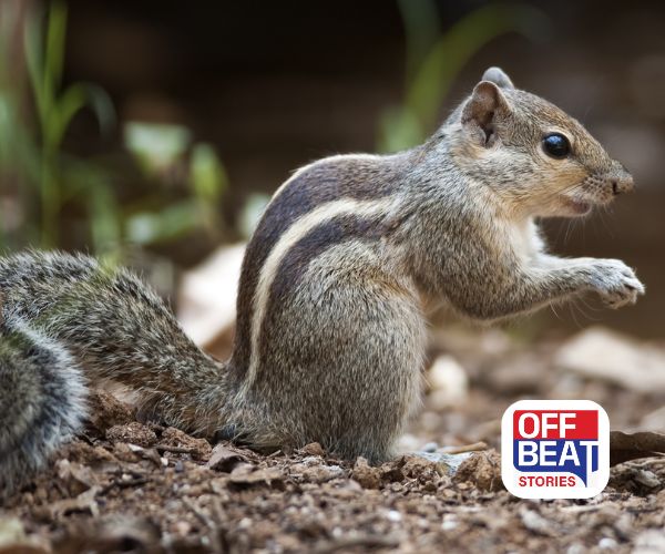 ખિસકોલીના અચાનક દર્શન