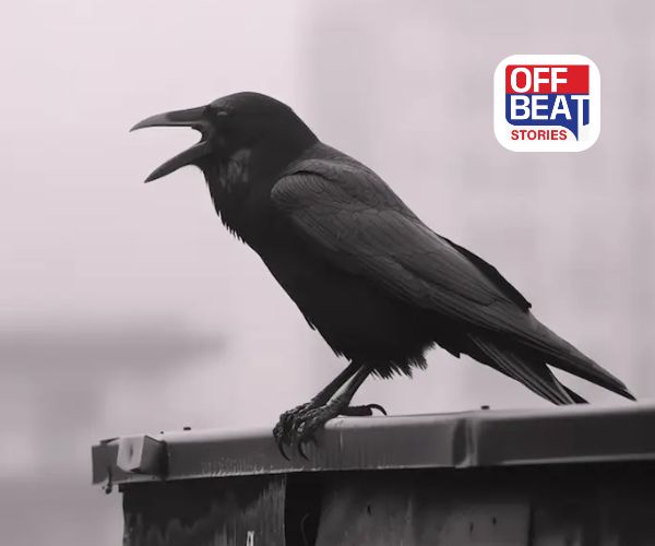 કાગડો ઘરની છત પર કા-કા કરે છે?