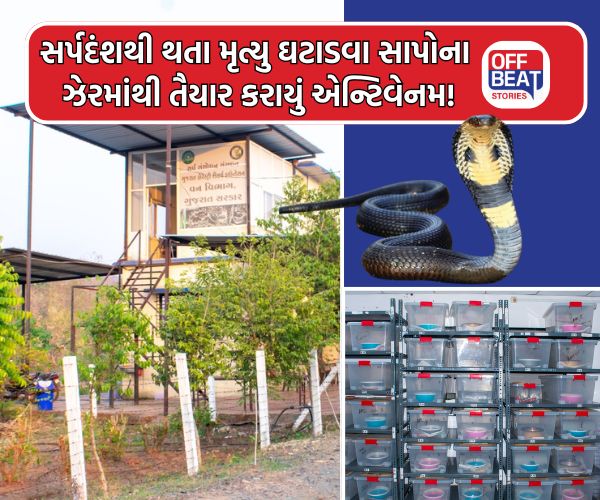 ગુજરાતમાં સ્થાનિક ઝેરી સાપોથી બનેલું એન્ટિવેનમ ટૂંક સમયમાં ઉપલબ્ધ