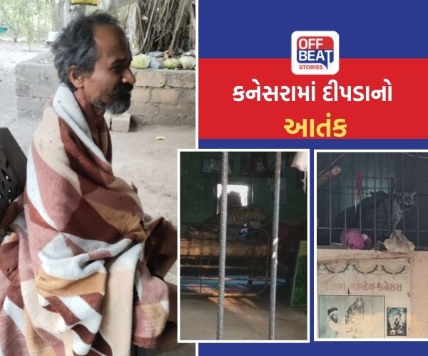 જસદણ પંથકમાં કનેસરામાં દીપડાનો આતંક