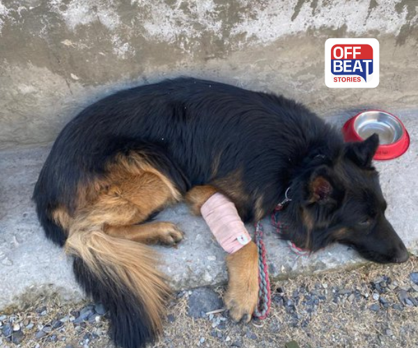 જવાનો માટે ઢાલ બન્યો 'ટાયસન'