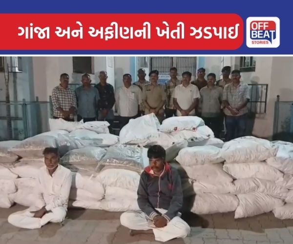 ભાવનગરના સિહોરમાં ગાંજા અને અફીણની ખેતી ઝડપાઈ