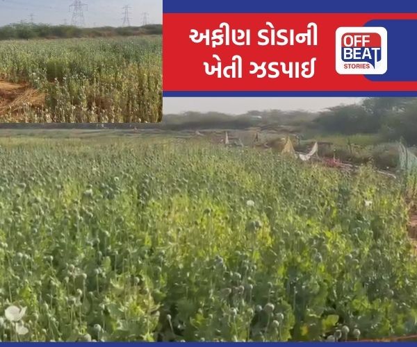 કચ્છમાં માદક પદાર્થના વેપલો!