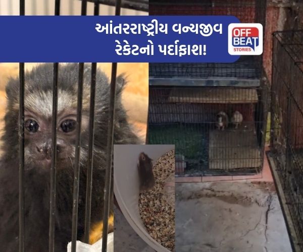 નવરંગપુરાના ફ્લેટમાં ચાલતા આંતરરાષ્ટ્રીય વન્યજીવ રેકેટનો પર્દાફાશ!