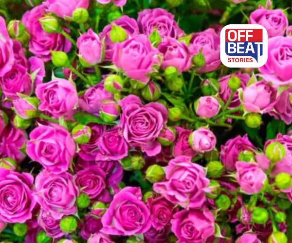 ખેડૂતો માટે જેકપોટ!