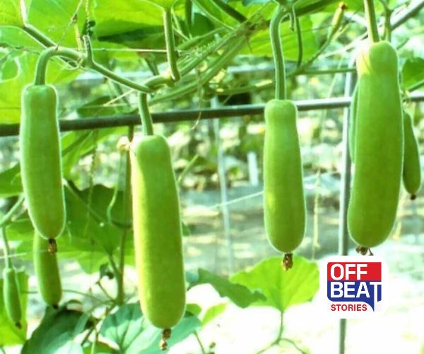 ખેડૂતો માટે સોનાની ખાણ!