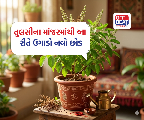 તુલસીનો છોડ વારંવાર સુકાઈ જાય છે?