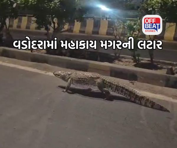 ધૂળેટી પર વડોદરામાં મહાકાય મગરની લટાર