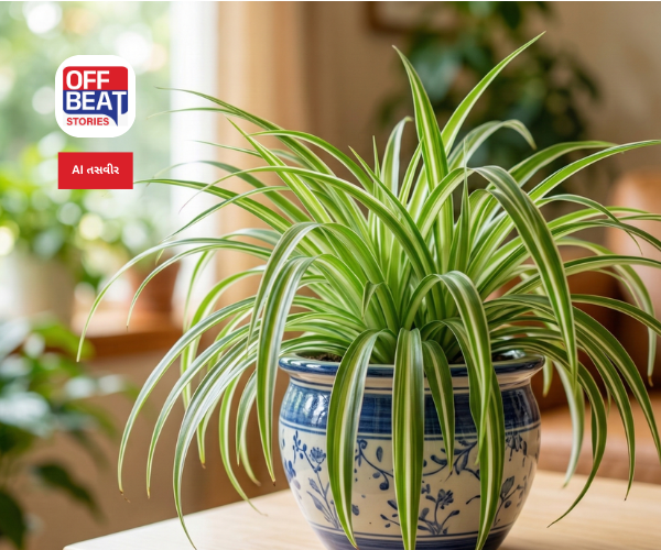 ઘરના આ ખૂણામાં લગાવો સ્પાઈડર પ્લાન્ટ