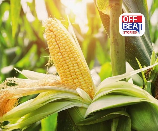 ખેડૂતો માટે જેકપોટ!