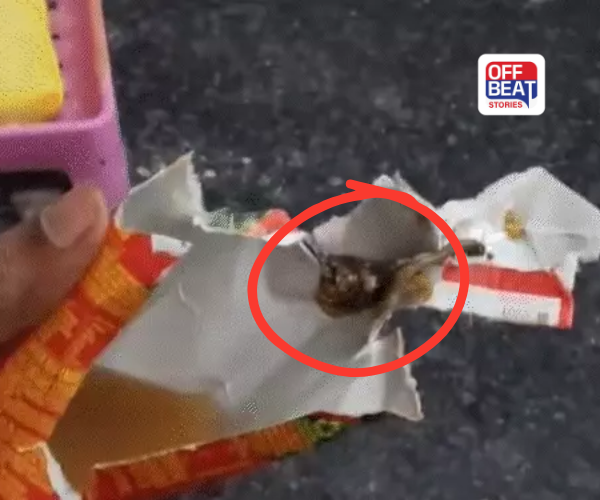 જ્યુસના ટેટ્રાપેકમાંથી નીકળ્યું 2 ઈંચનું જીવડું