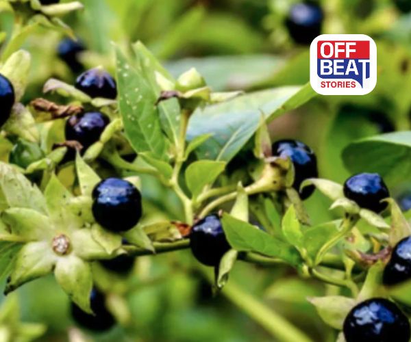 મકોય છે લીવર માટે વરદાન!