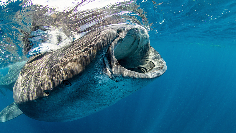 અધધ...કિંમતની વ્હેલ માછલીની ઉલ્ટી સાથે બે ઝડપાયા