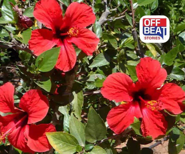 જાસુદના ફૂલ ઉગાડીને બનો લખપતિ!