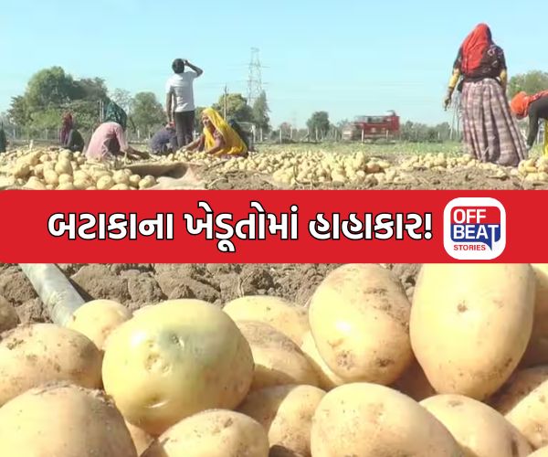 બટાકાના ભાવ ઘટતા ખેડૂતો મુશ્કેલીમાં