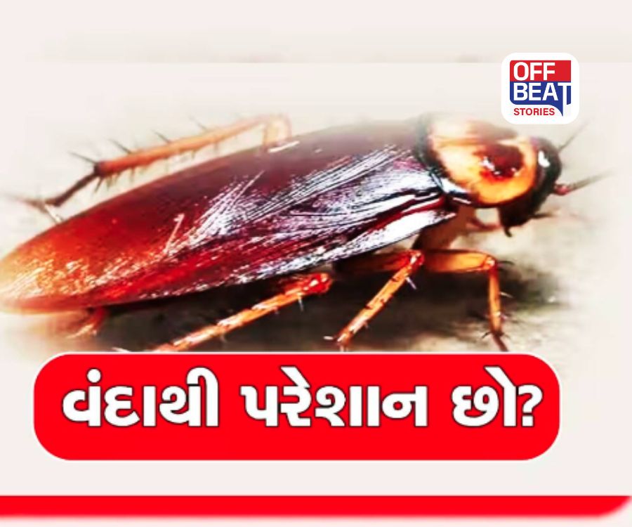 શું રસોડા અને ઘરમાં સતત રહે છે વંદાનો ત્રાસ?