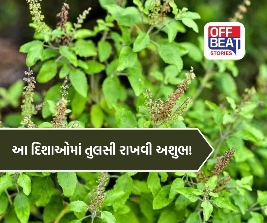 ભૂલથી પણ આ દિશામાં ન રાખો તુલસી!