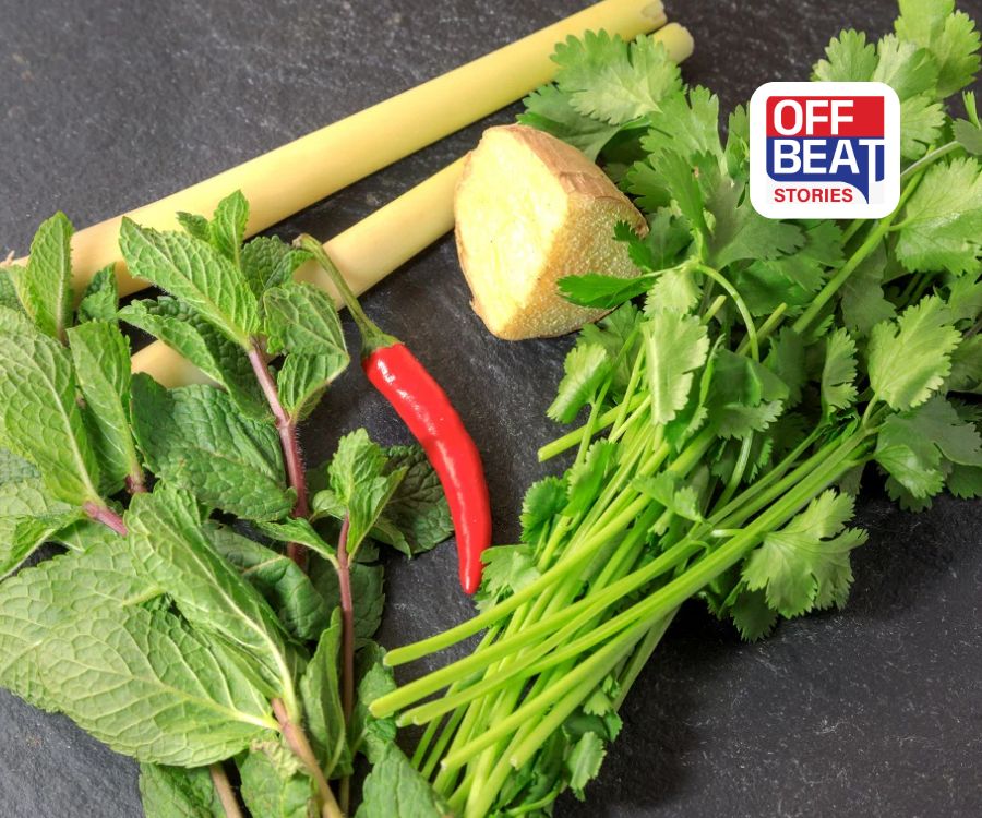 ફુદીનો અને ધાણા લાંબા સમય સુધી રહેશે તાજા?