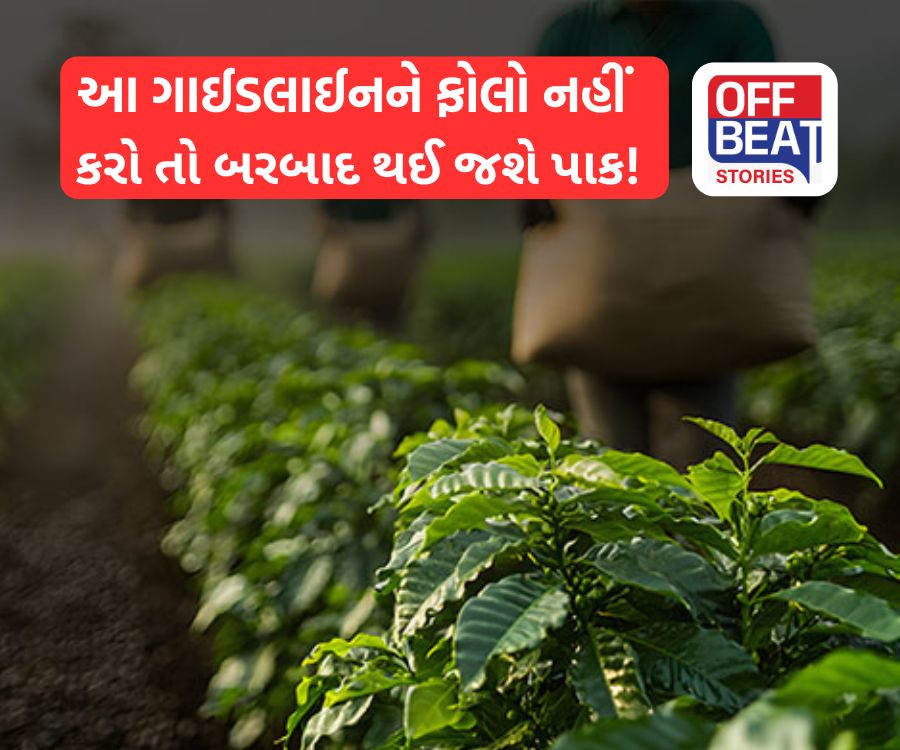 Agriculture; કમોસમી વરસાદથી પાકને બચાવવો હોય તો એક જ વિકલ્પ છે