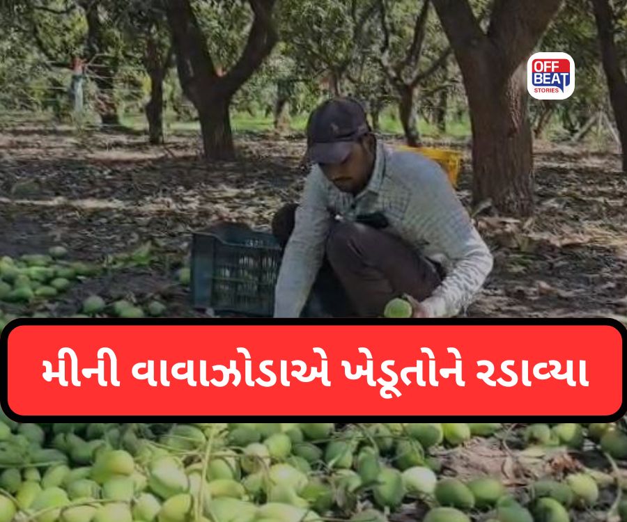 જહાંગીરપુરામાં કેરીના પાકને ભારે નુકસાન