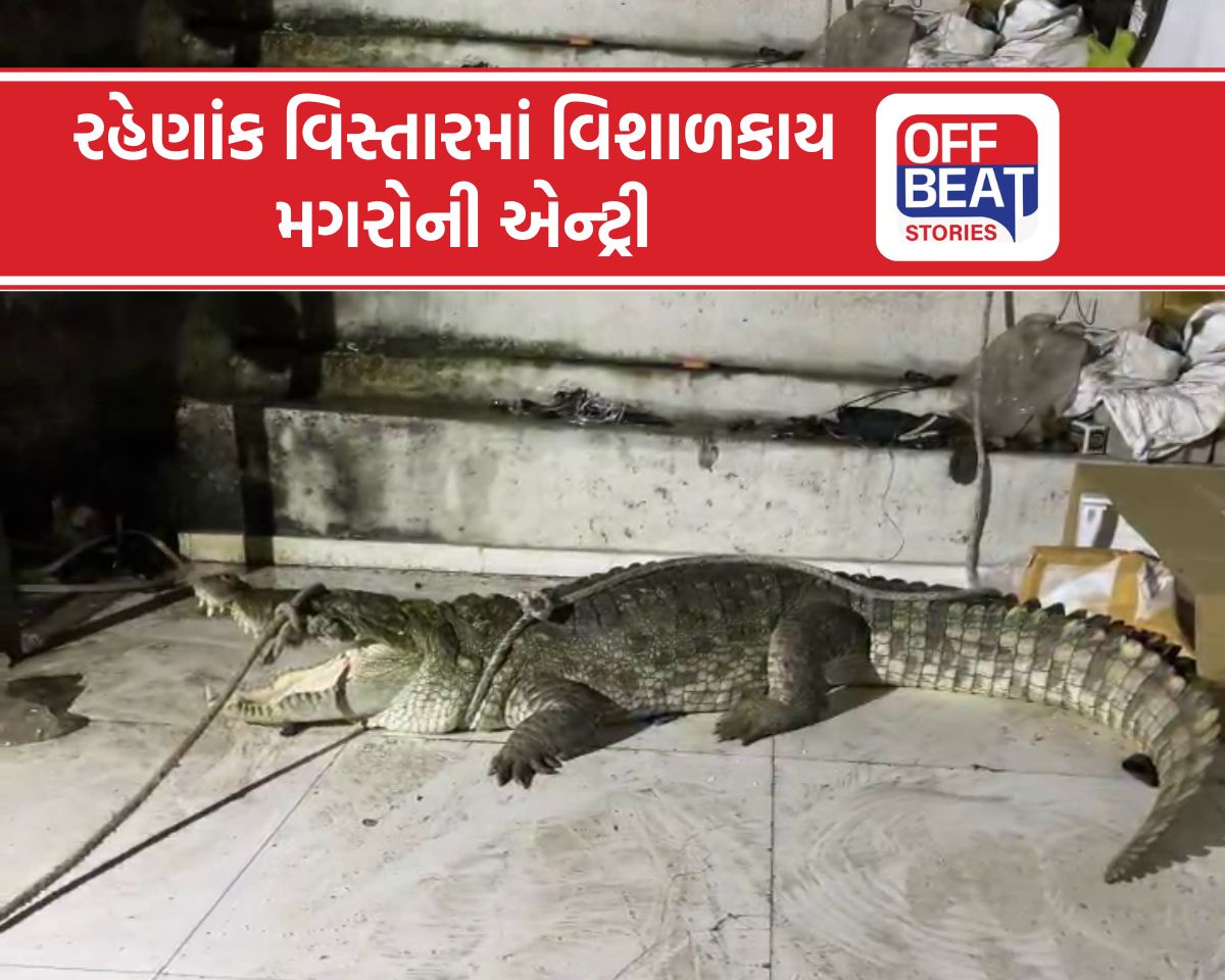 ભારે વરસાદ બાદ પાદરાના રામેશ્વર તળાવમાંથી બહાર નીકળ્યા 2 મગર